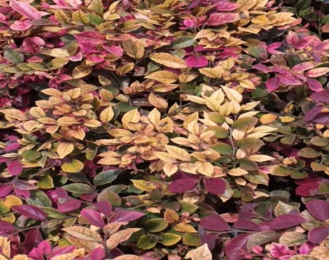Understanding the Role of Manganese in Plant Health